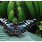 Parthenos sylvia blue