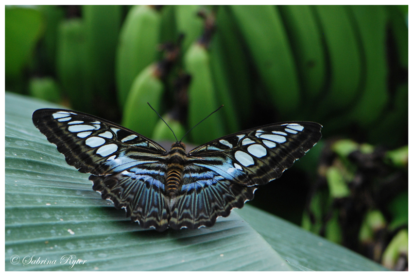 Parthenos sylvia blue