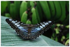 Parthenos sylvia blue