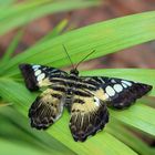  Parthenos sylvia Brauner Segelfalter 