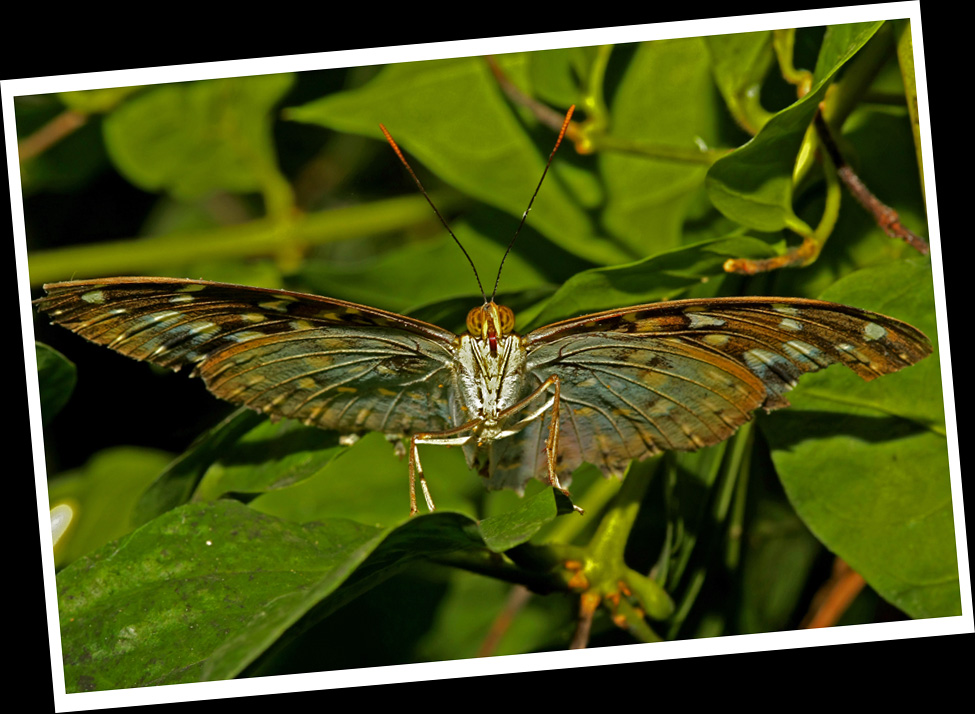 Parthenos sylvia (Brauner Segler)