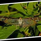 Parthenos sylvia (Brauner Segler)