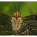 Parthenos sylvia (Brauner Segler)