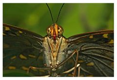 Parthenos sylvia (Brauner Segler)