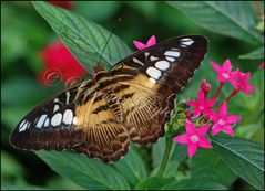 Parthenos sylvia brown (2)