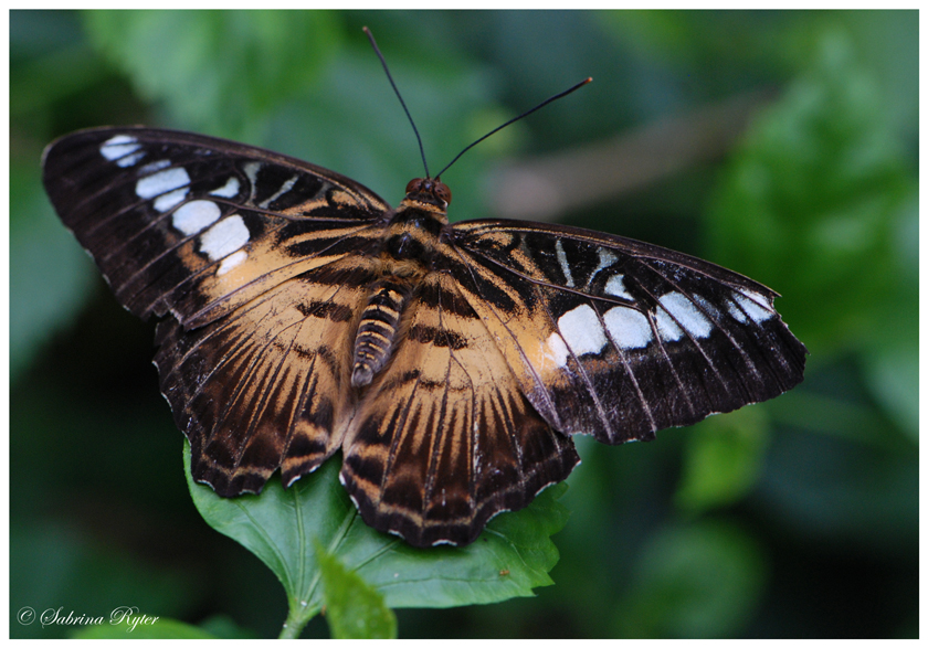 Parthenos sylvia brown