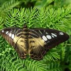 Parthenos sylvia