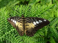 Parthenos sylvia