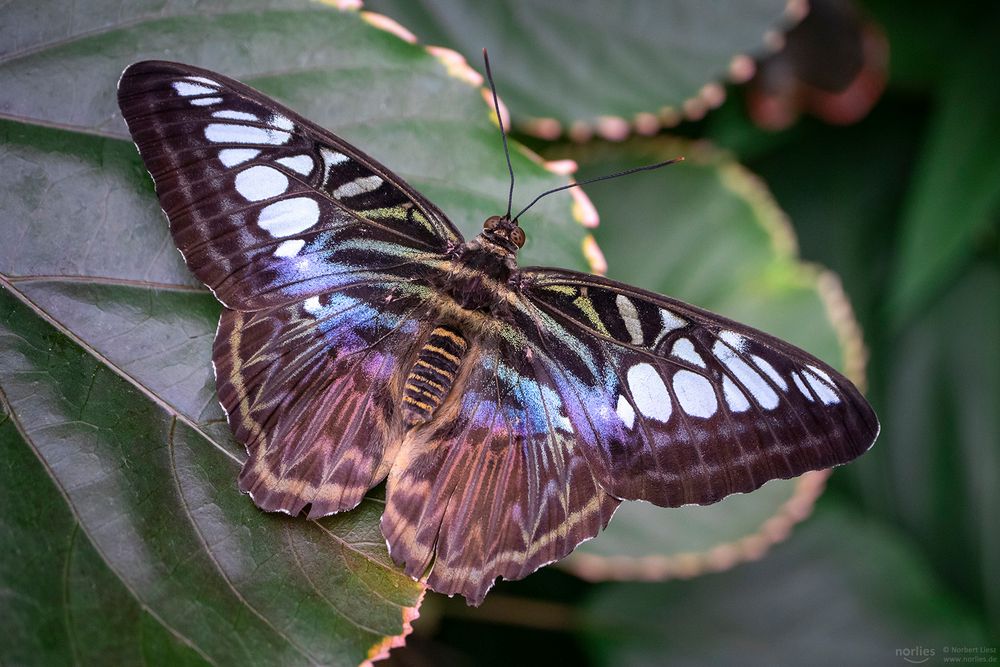 parthenos sylvia