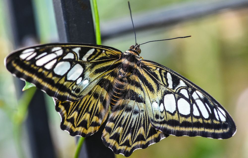 Parthenos sylvia                     DSC_5449-2