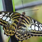 Parthenos sylvia                     DSC_5449-2