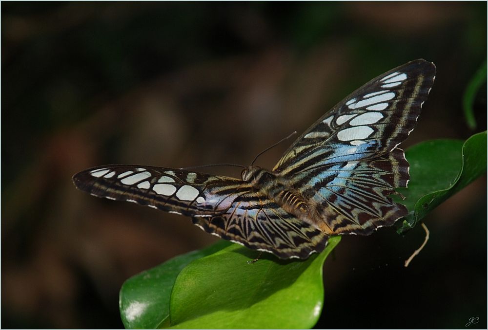 Parthenos sylvia