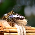 Parthenos sylvia