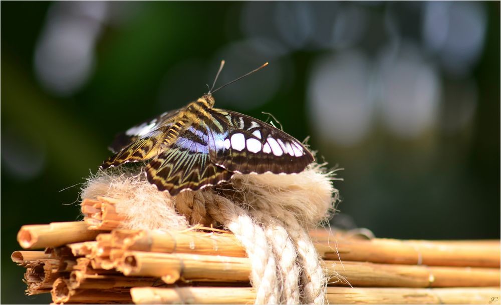 Parthenos sylvia