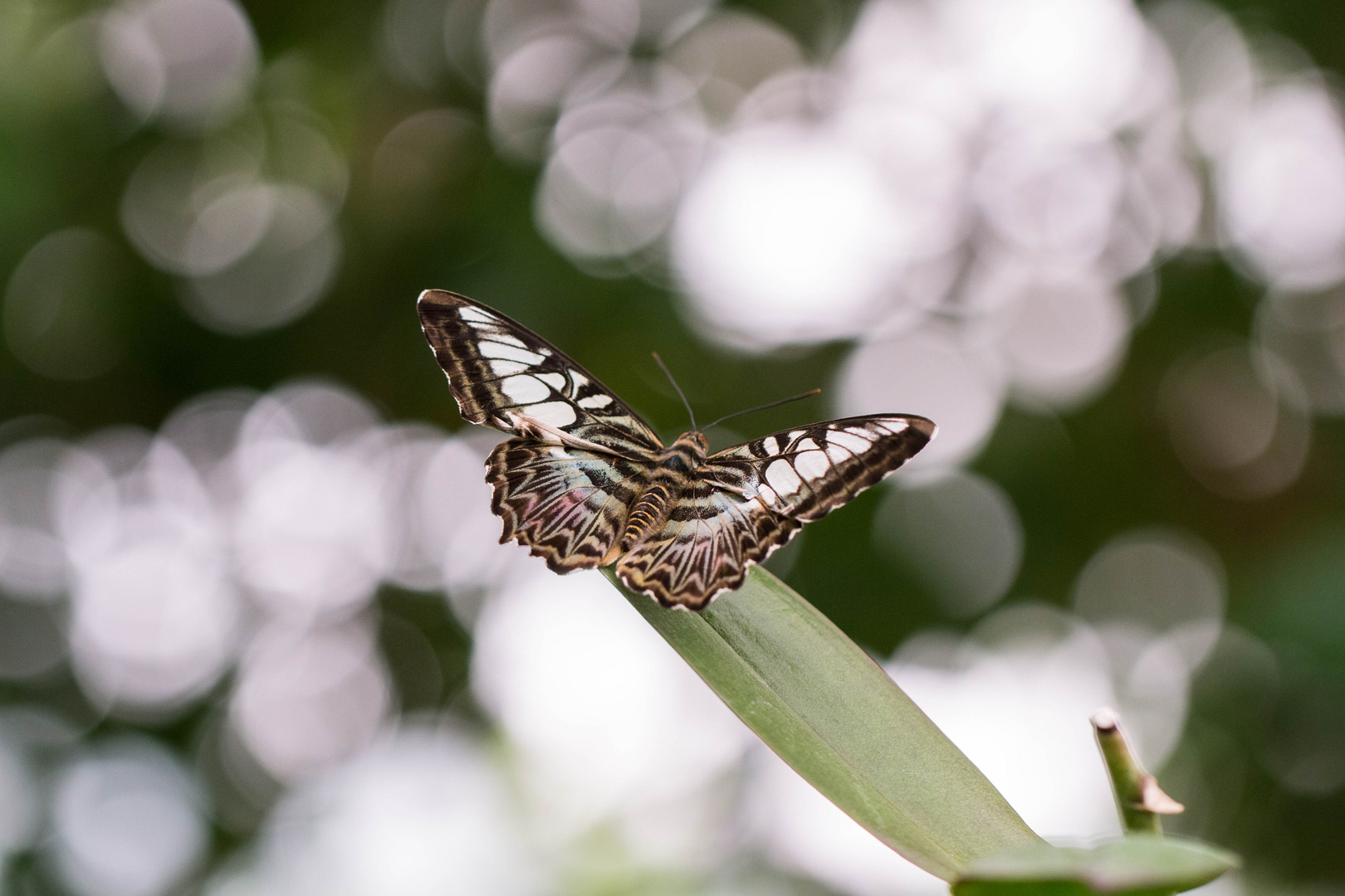 Parthenos sylvia