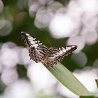 Parthenos sylvia