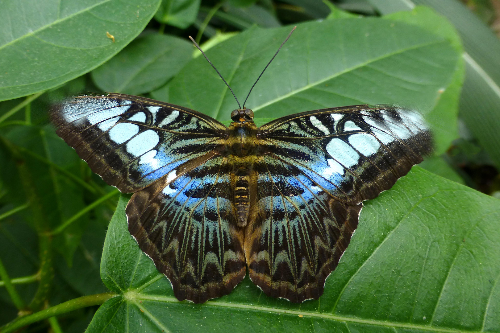 Parthenos sylvia lilacinus (Schmetterling im Schmetterlingsgarten Bendorf-Sayn)