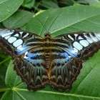 Parthenos sylvia lilacinus (Schmetterling im Schmetterlingsgarten Bendorf-Sayn)