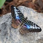  Parthenos sylvia mänlich