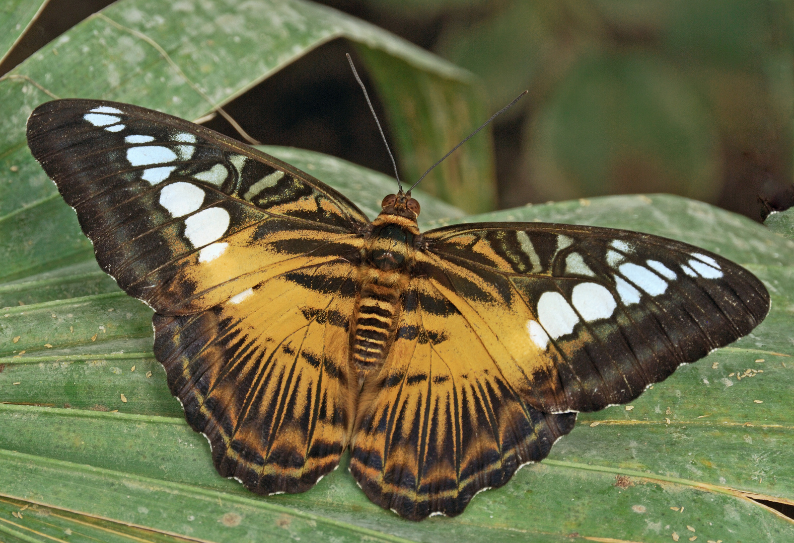 Parthenos sylvia Papilliorama Kerzers