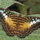 Parthenos sylvia Papilliorama Kerzers