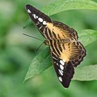 parthenus sylvia