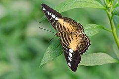 parthenus sylvia