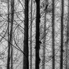 Partial abstract of trees