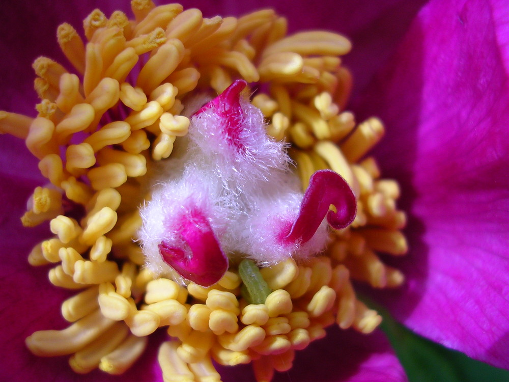 particolare del fiore di Paeonia mascula