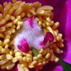 particolare del fiore di Paeonia mascula