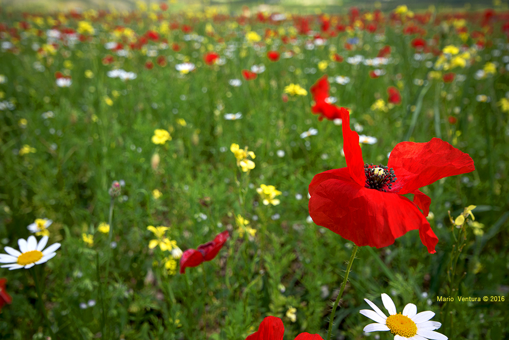 Particolare della "Fioritura" a Castelluccio di Norcia