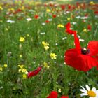 Particolare della "Fioritura" a Castelluccio di Norcia