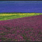  particolare della fioritura di  Castelluccio