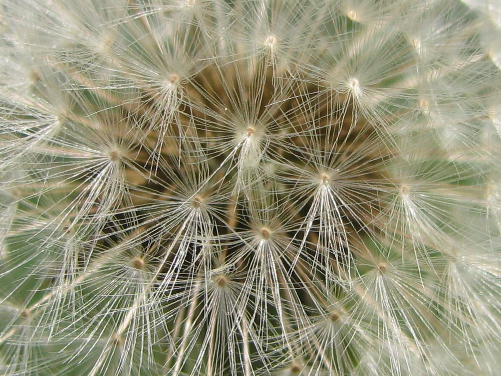 Particolare di infruttescenza di Taràssaco (Taraxacum officinale)