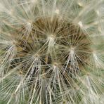 Particolare di infruttescenza di Taràssaco (Taraxacum officinale)