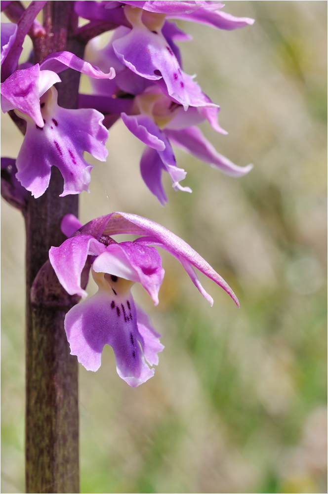 particolare di orchidea selvatica