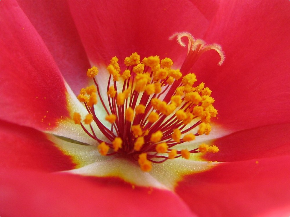 Particolare di Portulaca grandiflora