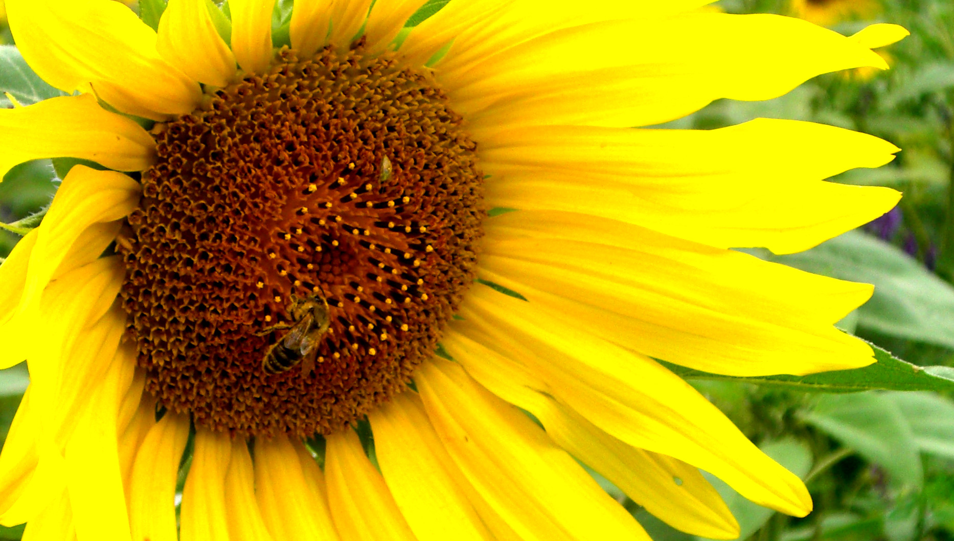 Particolare di un campo di girasoli