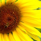 Particolare di un campo di girasoli