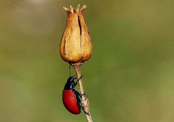 PARTICOLARI D'AUTUNNO 1
