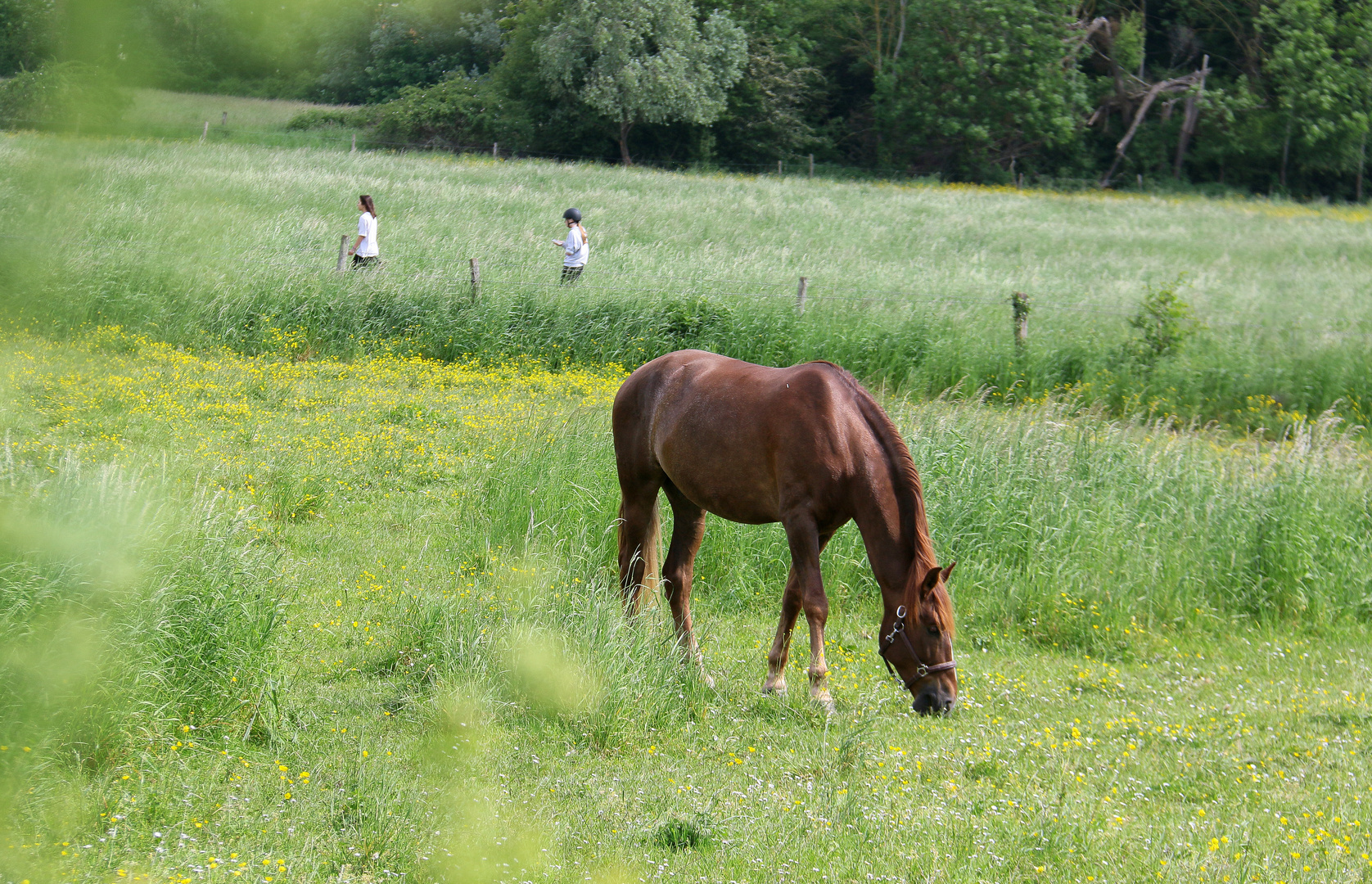 Partie de campagne