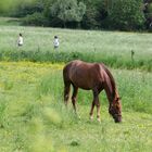 Partie de campagne