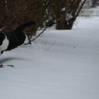 Partie de chasse dans la neige