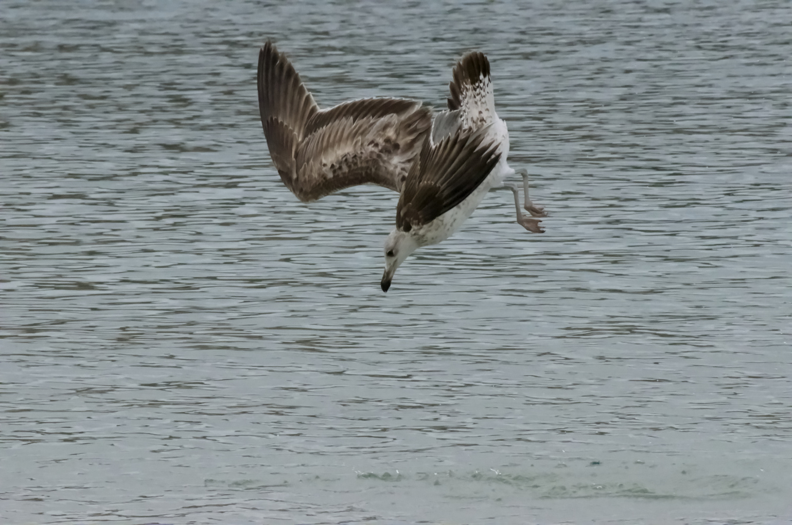 Partie de Pêche 2 ...........