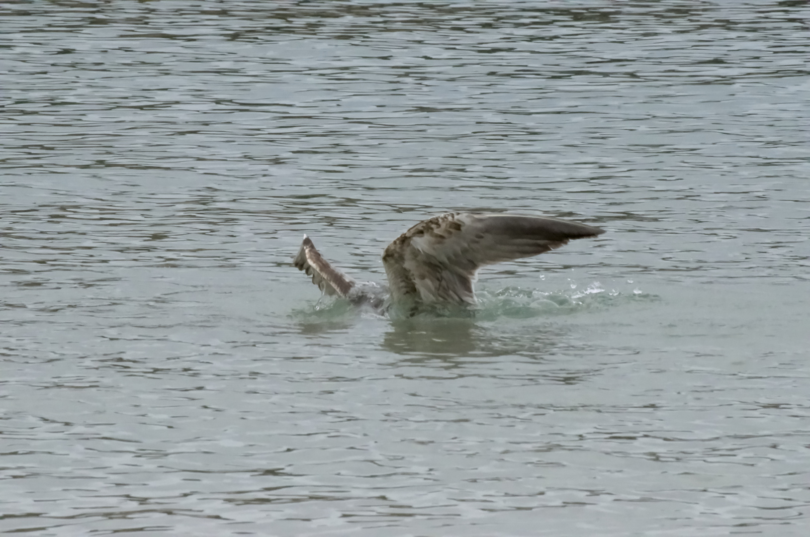 Partie de Pêche 4 .......