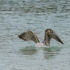 Partie de Pêche 5 .....