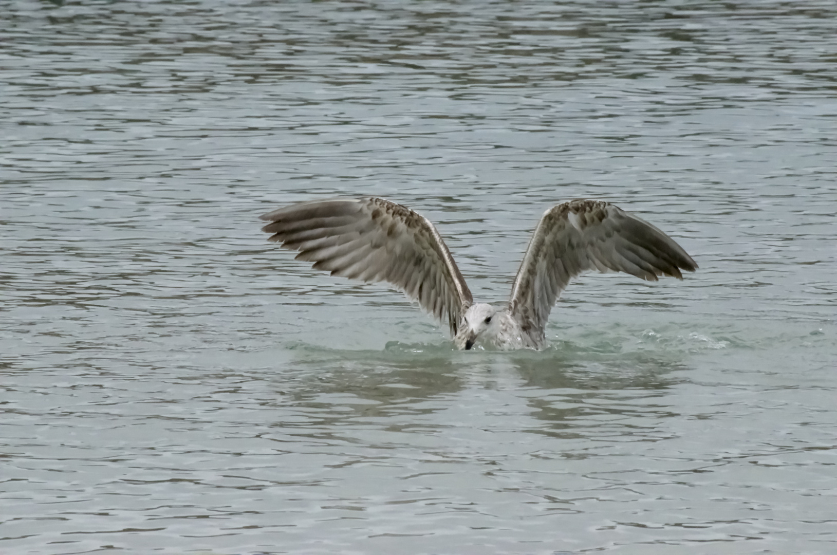 Partie de Pêche 6 .....