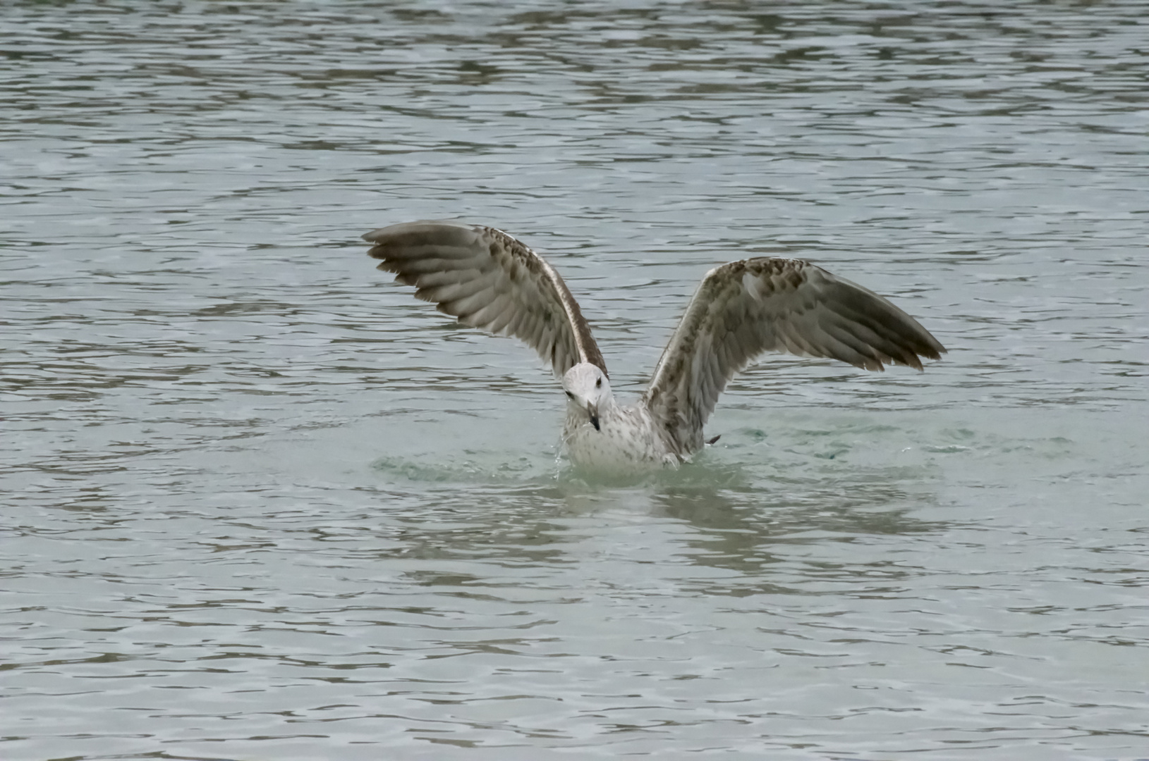 Partie de Pêche 7 .....