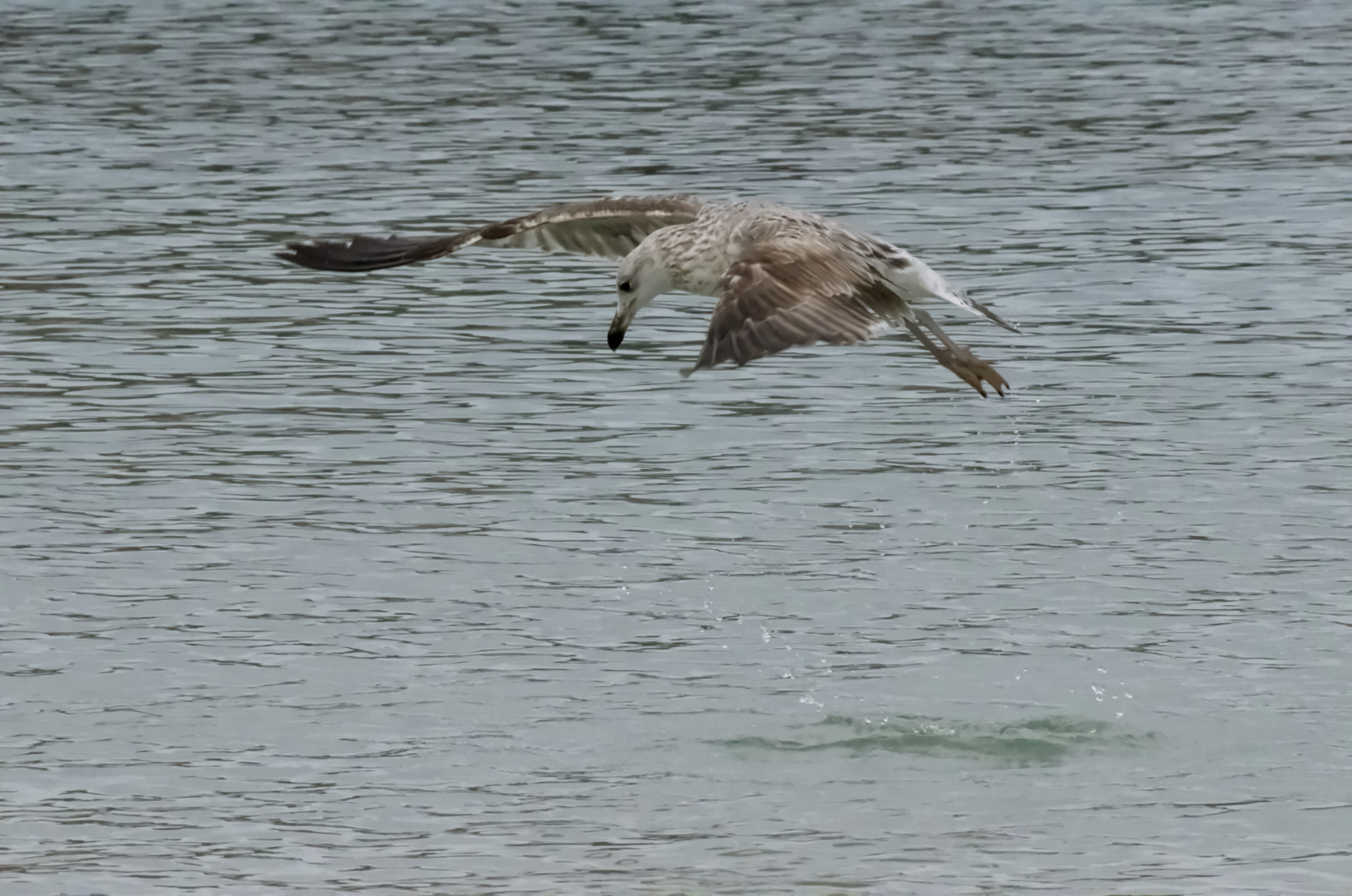 Partie de pêche .......