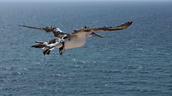 Partieller Strömungsabriss